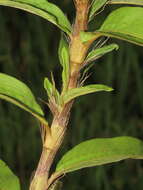 Image of Persicaria barbata (L.) H. Hara