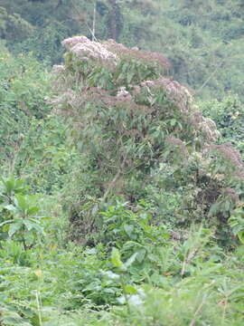 Image of Gymnanthemum myrianthum (Hook. fil.) H. Robinson