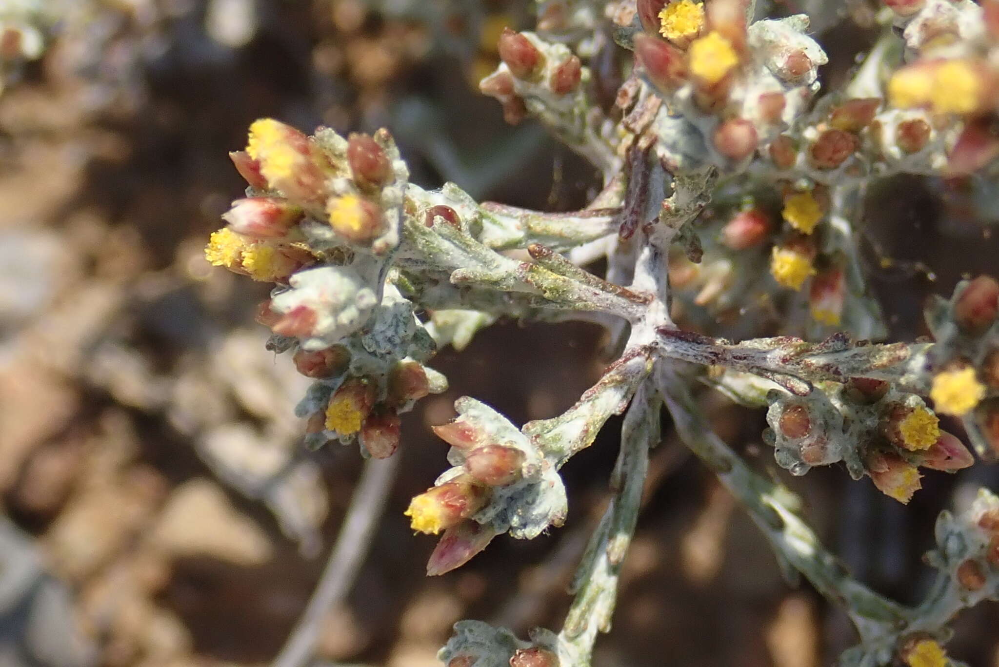 Image of Helichrysum asperum (Thunb.) Hilliard & Burtt