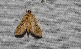 Image of Bean-leaf Webworm Moth