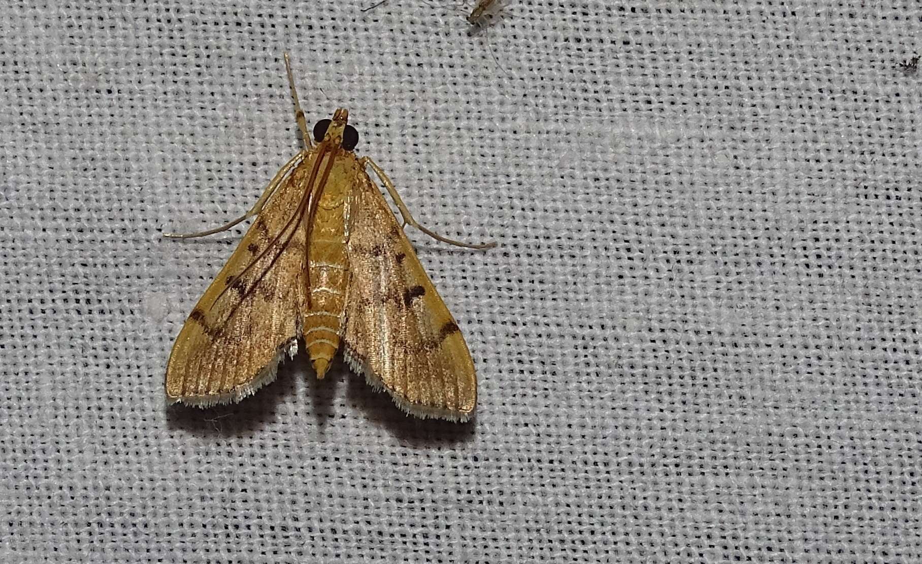 Image of Bean-leaf Webworm Moth