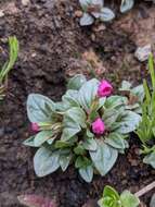 Image of Congdon's Monkey-Flower