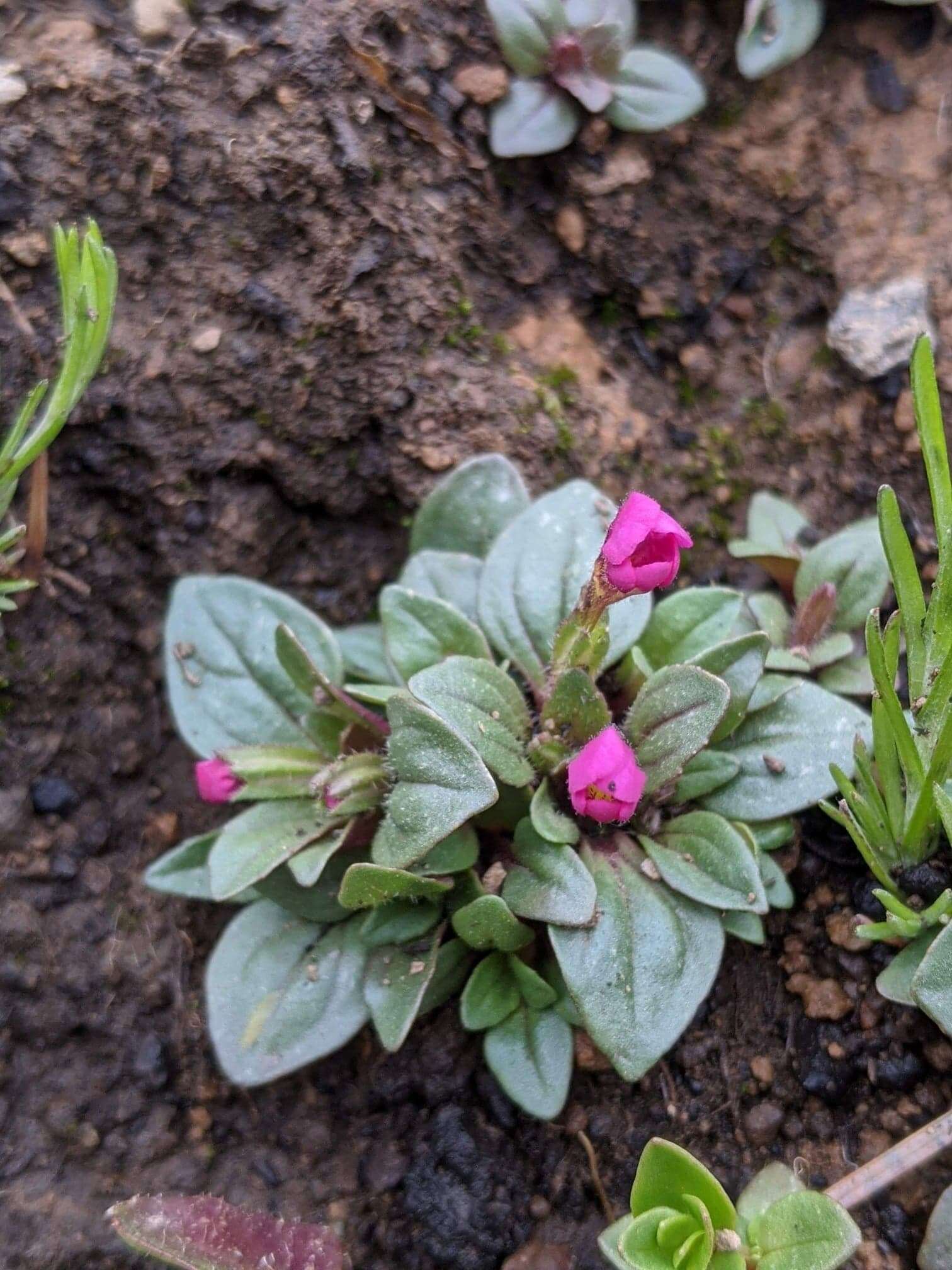 Image of Congdon's Monkey-Flower