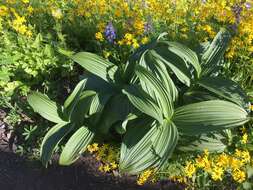 Image of False Green Hellebore