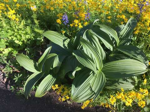 Image of Veratrum viride var. eschscholtzianum (Schult. & Schult. fil.) Breitung