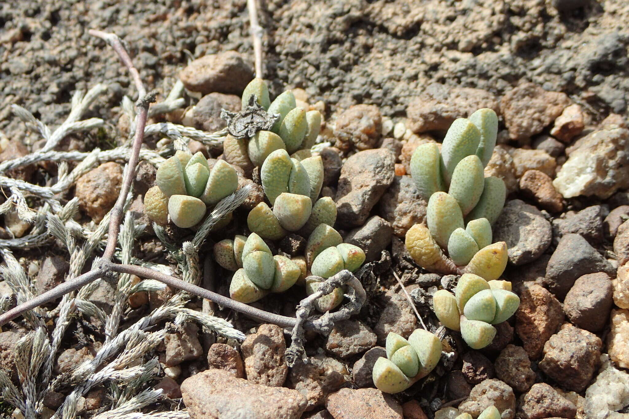 Image of Mossia intervallaris (L. Bol.) N. E. Br.