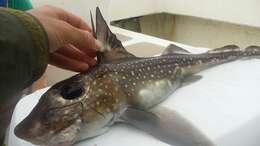 Image of Spotted Ratfish