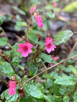 Image of Viola rubella Cav.