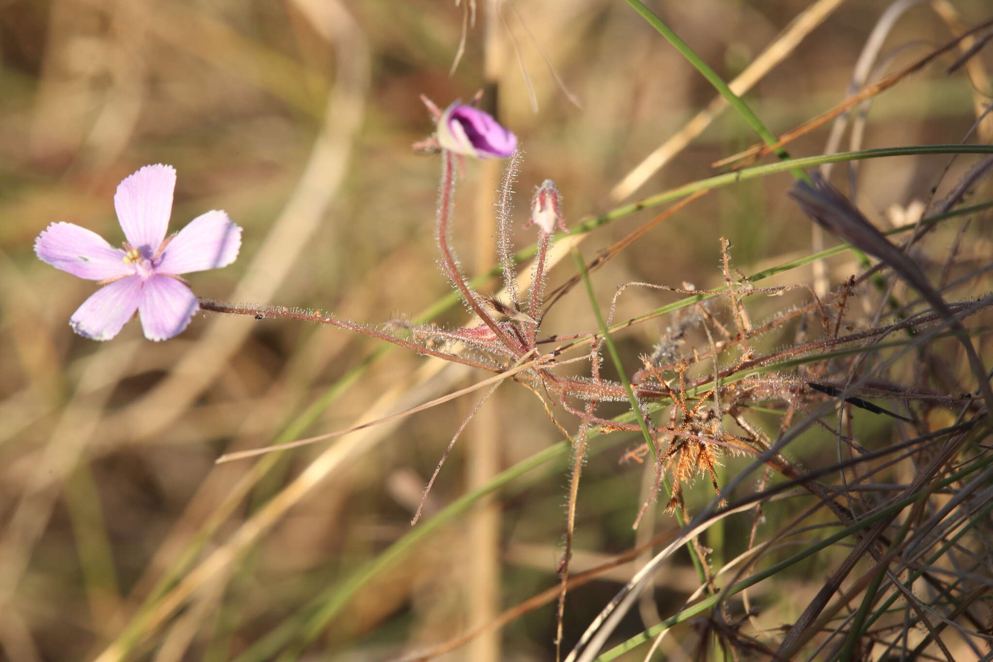 Image of Byblis filifolia Planch.