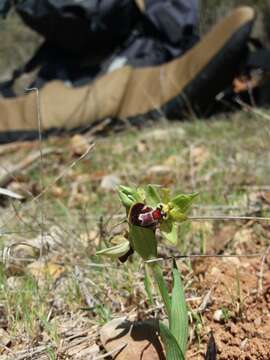 Image of Ophrys sphegodes subsp. provincialis H. Baumann & Künkele