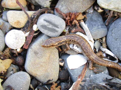 Image of MacGregor's New Zealand Skink