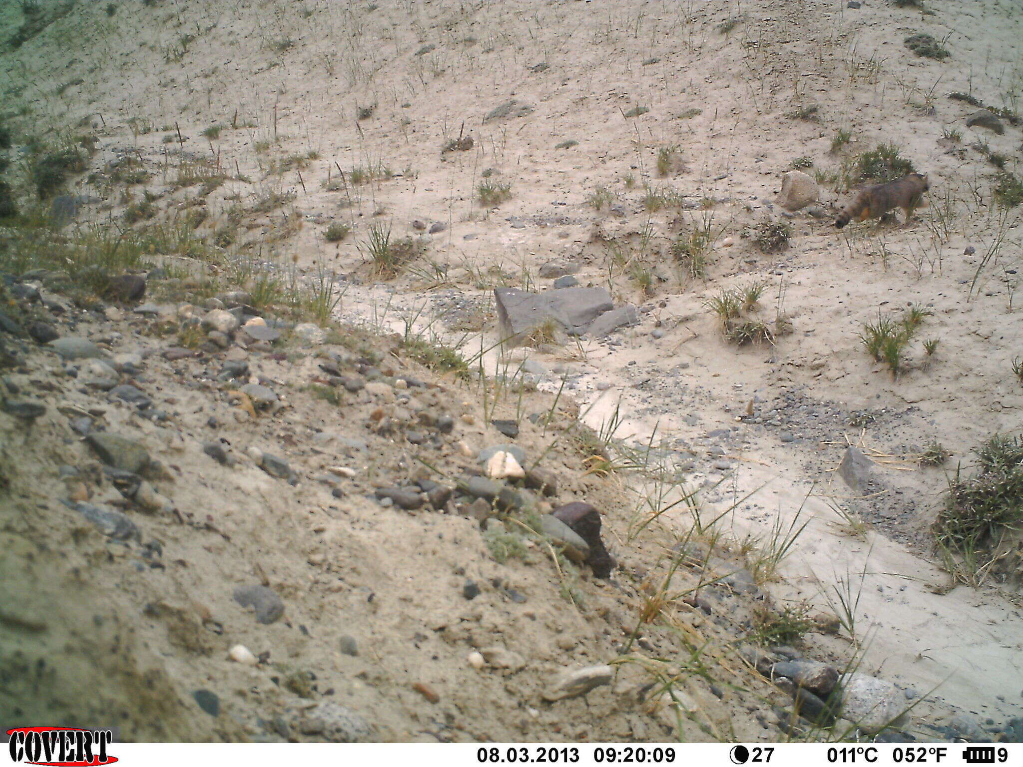 Image of Pallas’s cat