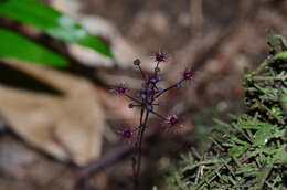 Imagem de Sciaphila arfakiana Becc.