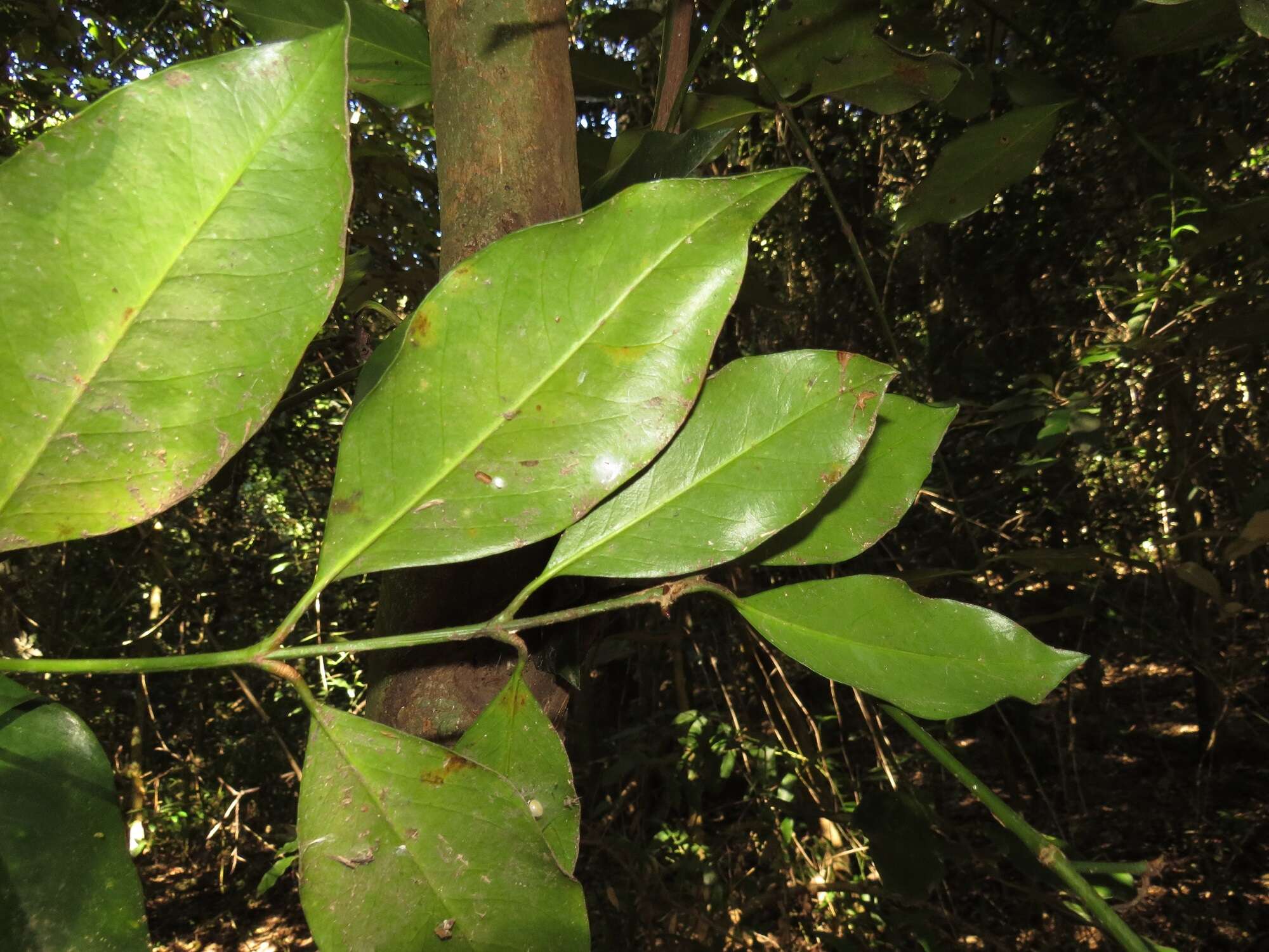 Garcinia gerrardii Harv.的圖片