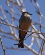 Image of Say's Phoebe