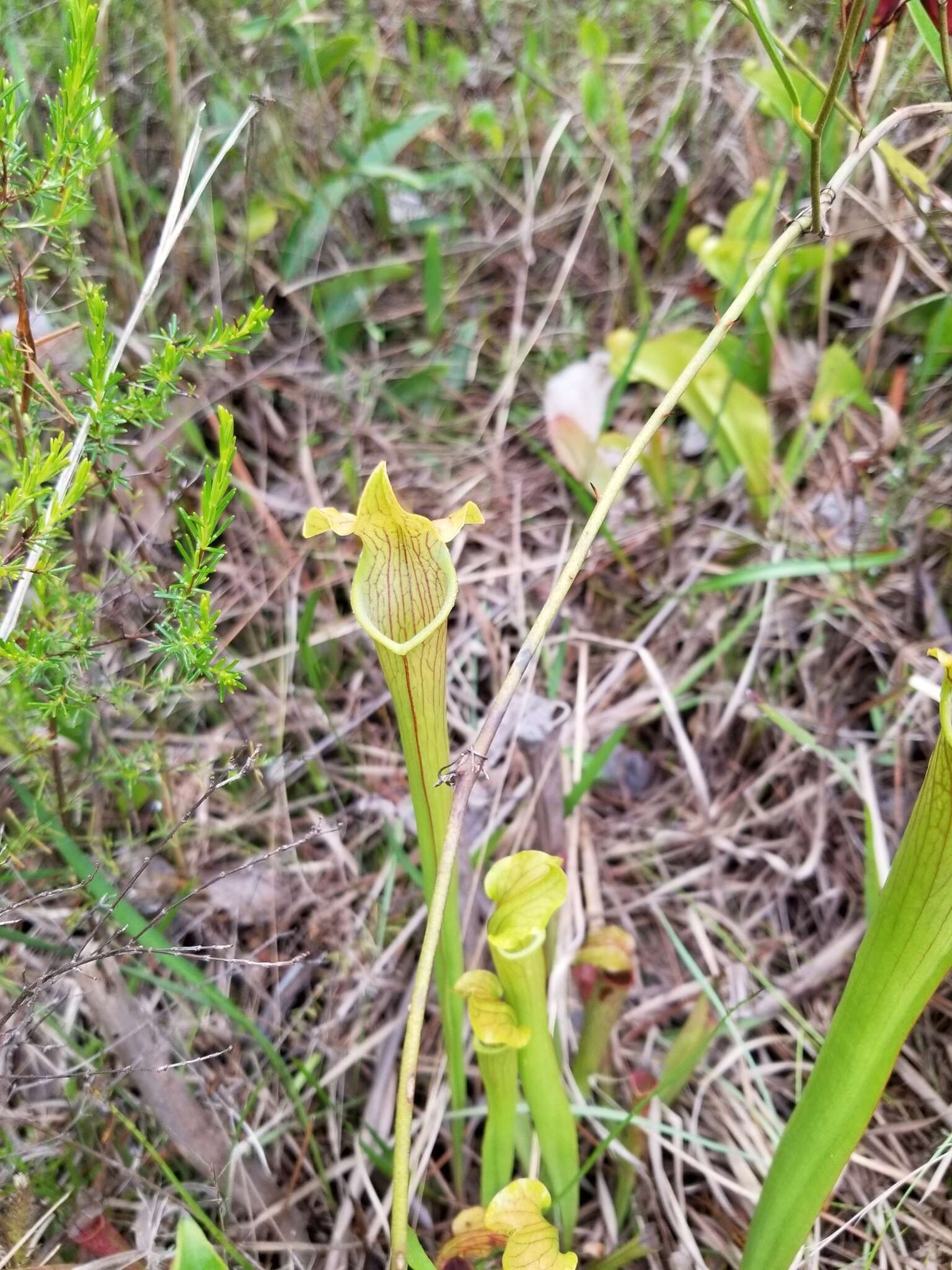 Image of Gulf pitcherplant
