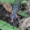 Carabus (Coptolabrus) augustus Bates 1888 resmi