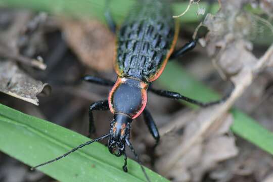 Carabus (Coptolabrus) augustus Bates 1888 resmi