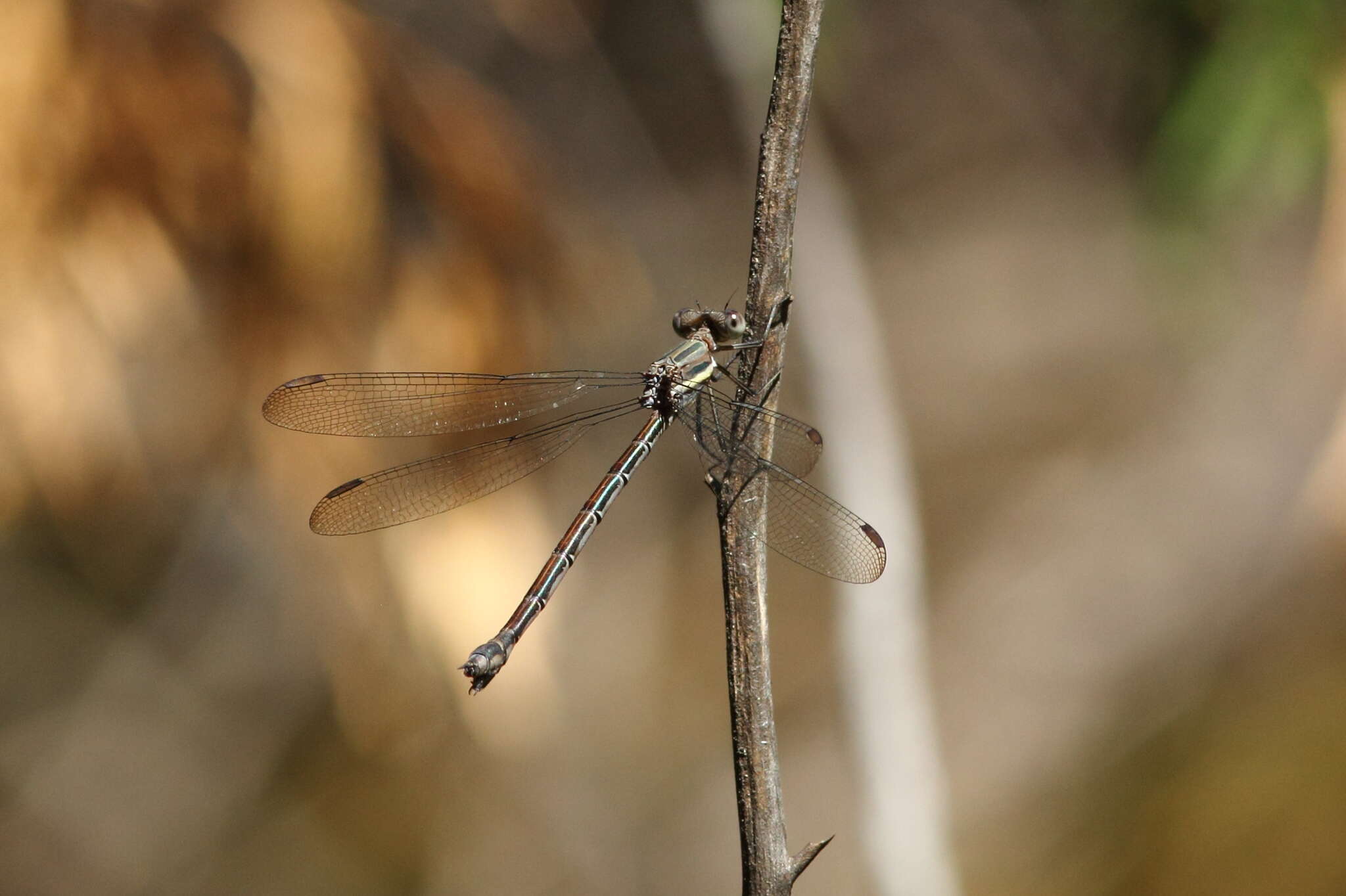 Image of Great Spreadwing