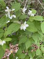 Image of Philadelphus tenuifolius Rupr. & Maxim.