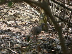 Image of Pale-browed Tinamou