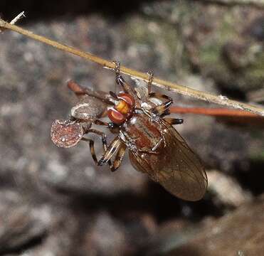 Image of Tapeigaster annulipes Macquart 1847