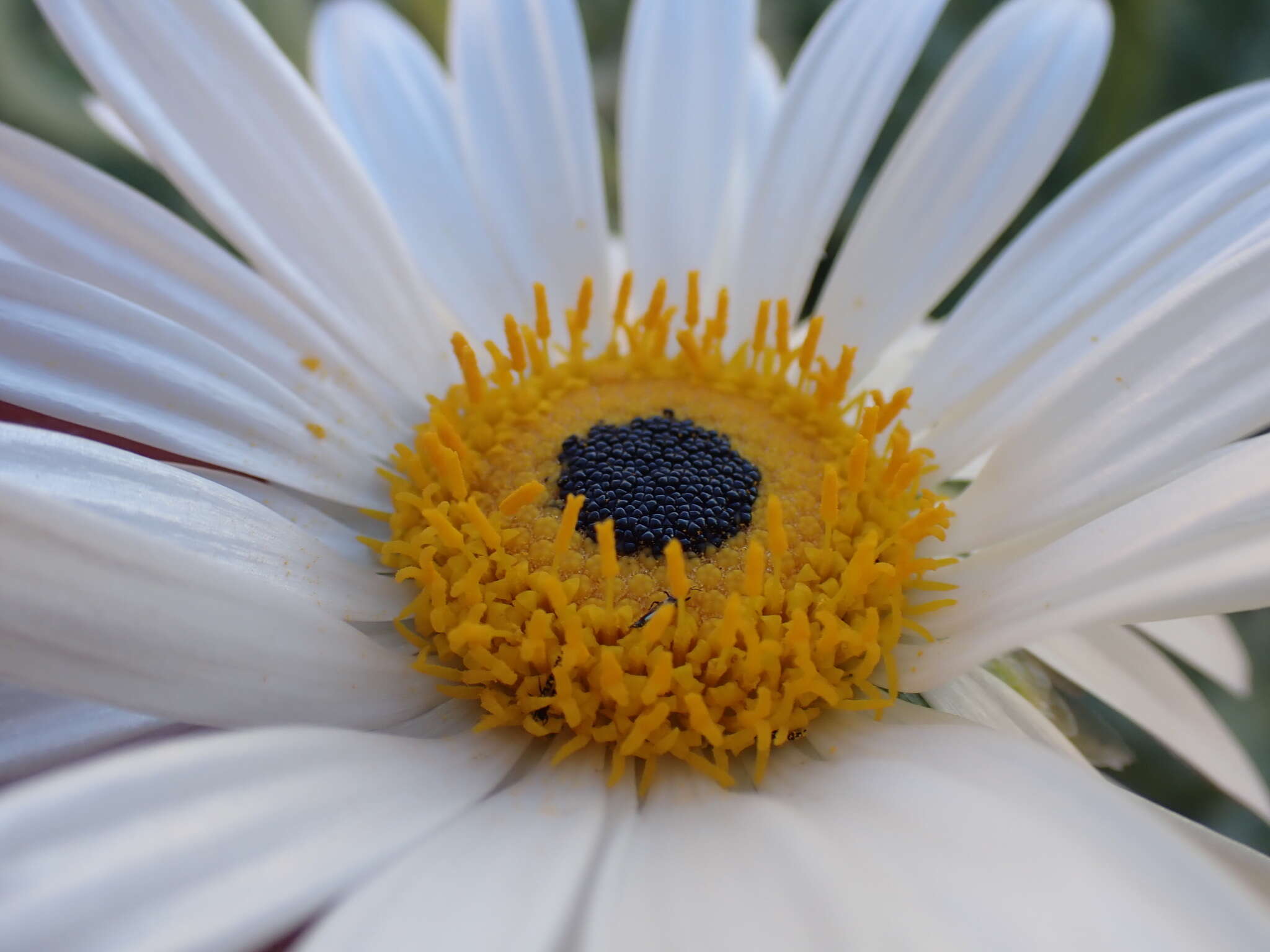 Слика од Arctotis leiocarpa Harv.