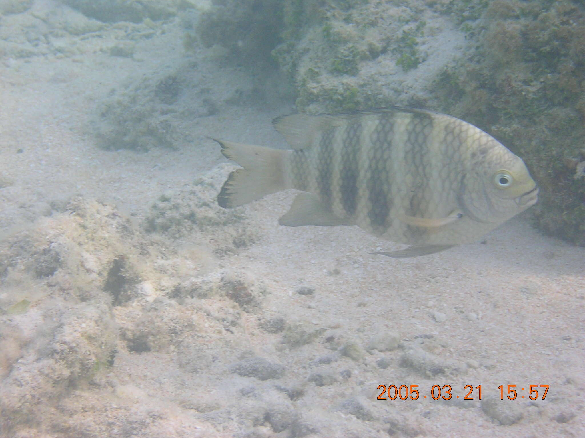 Image of Banded sergeant