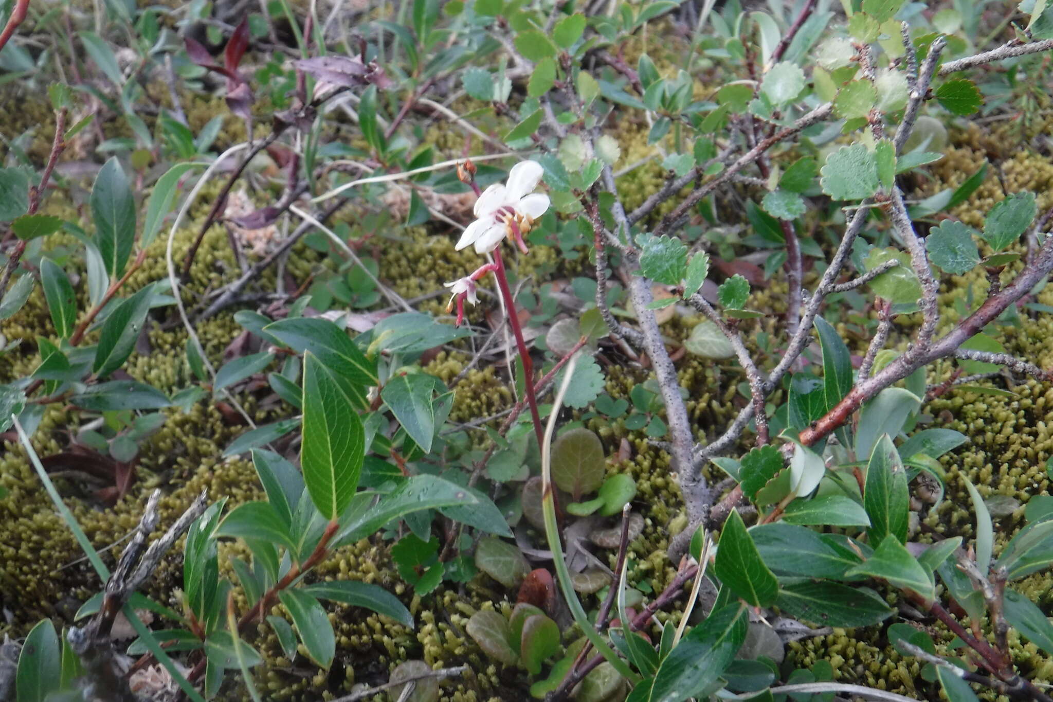 Image of largeflowered wintergreen