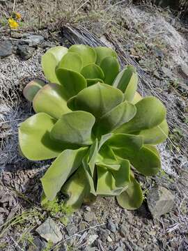 Image of Aeonium canariense subsp. christii (Burchard) Bañares