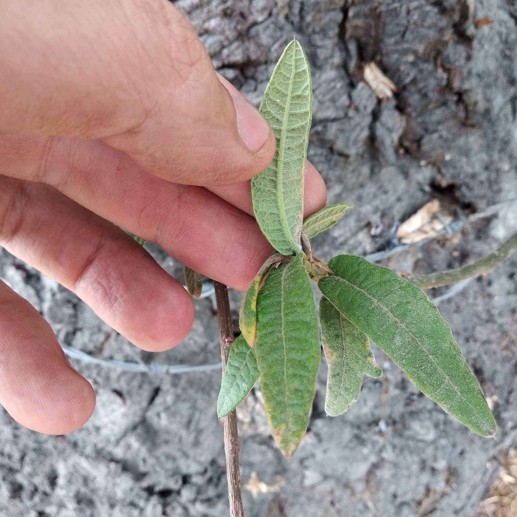 Image of Quercus crassipes Bonpl.