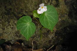 Слика од Begonia fenicis Merr.