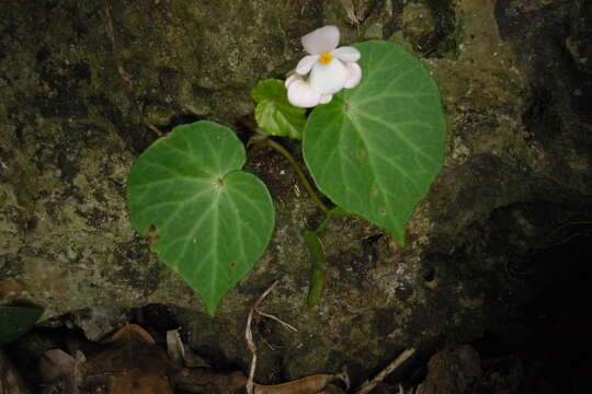 Image of Begonia fenicis Merr.