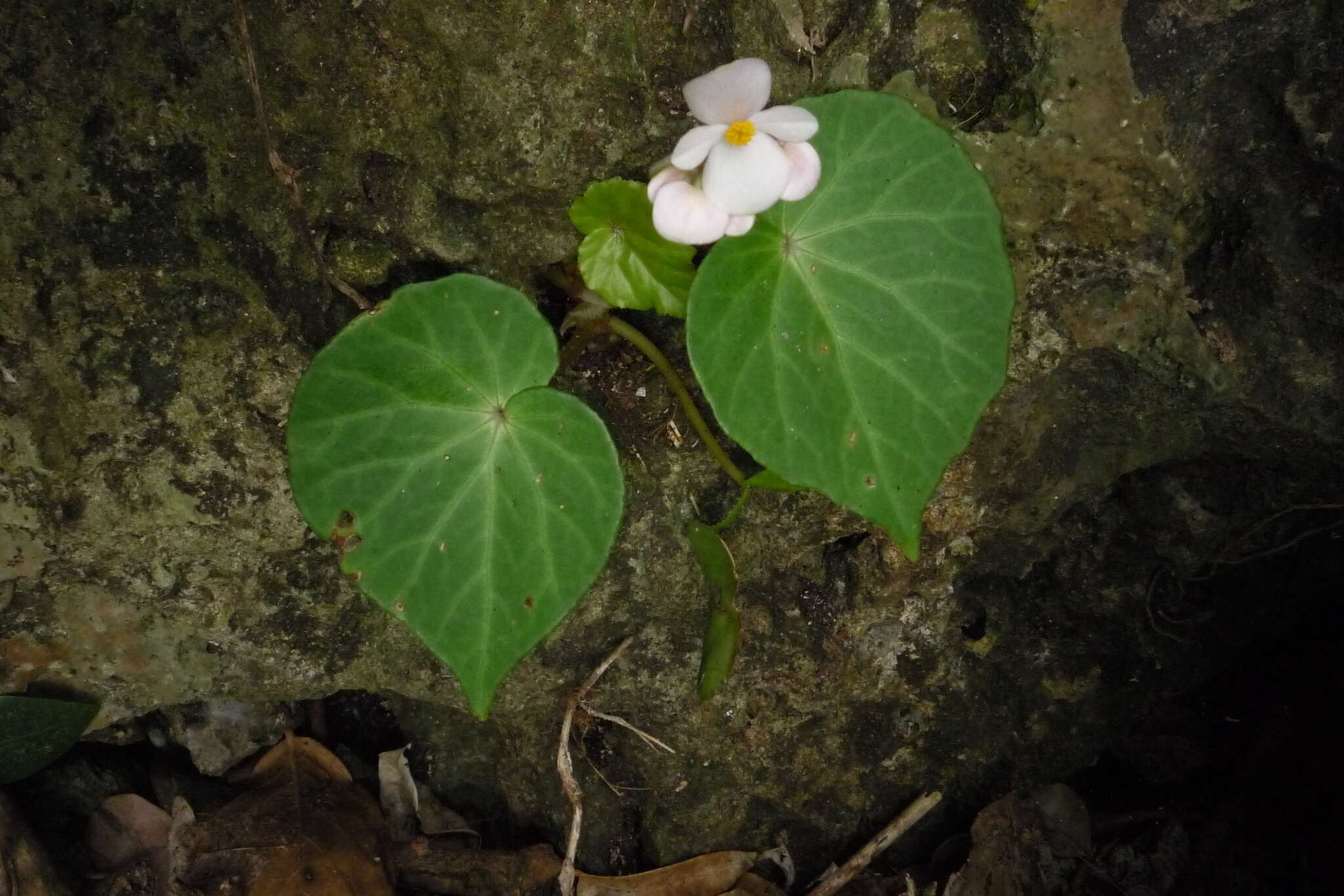 Image de Begonia fenicis Merr.