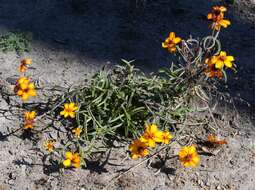 Image of narrowleaf zinnia