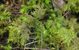 Image of hylocomium feather moss