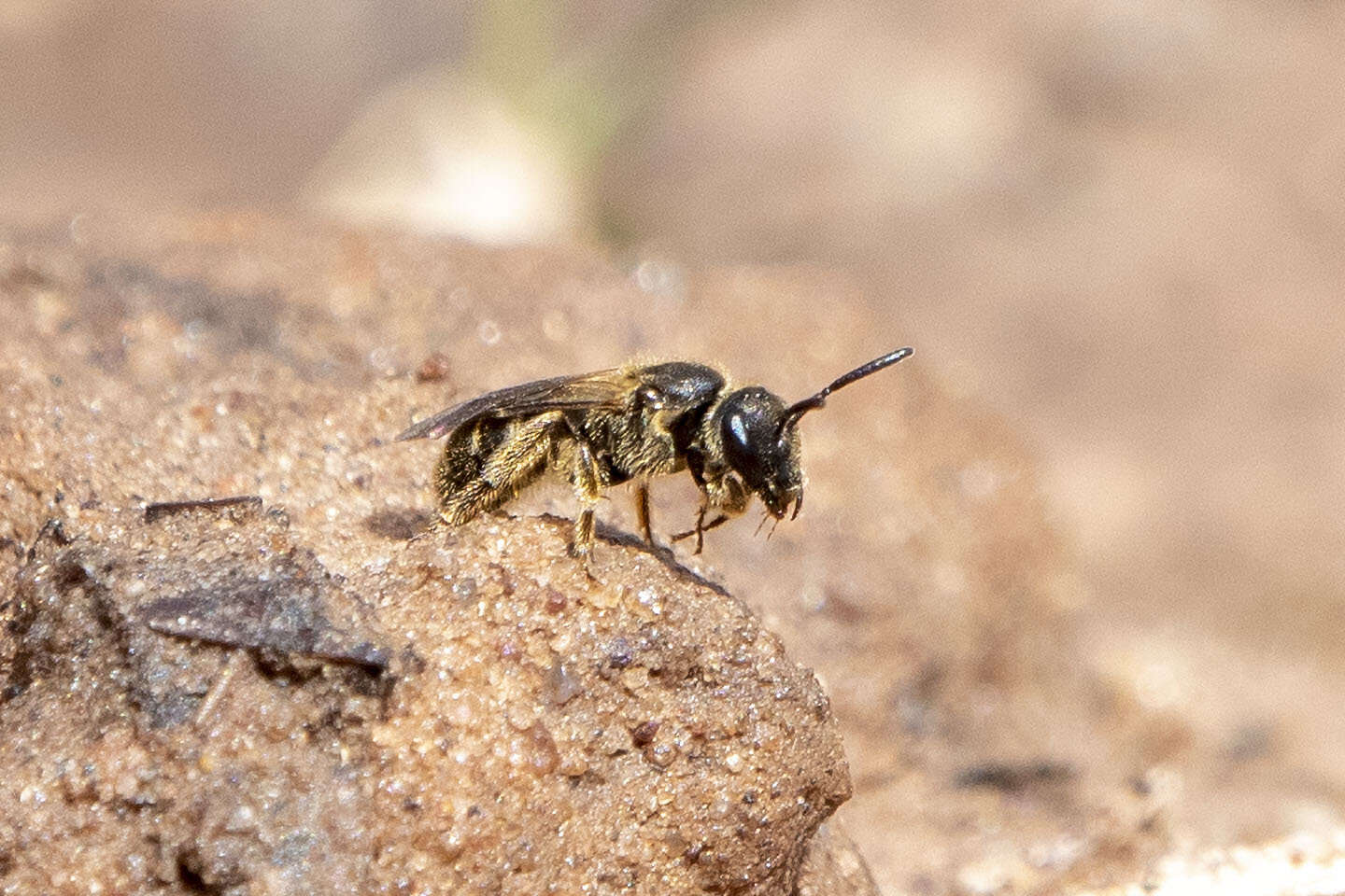 Image de Lasioglossum quebecense (Crawford 1907)