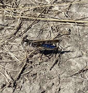 Image of Blue-legged Grasshopper