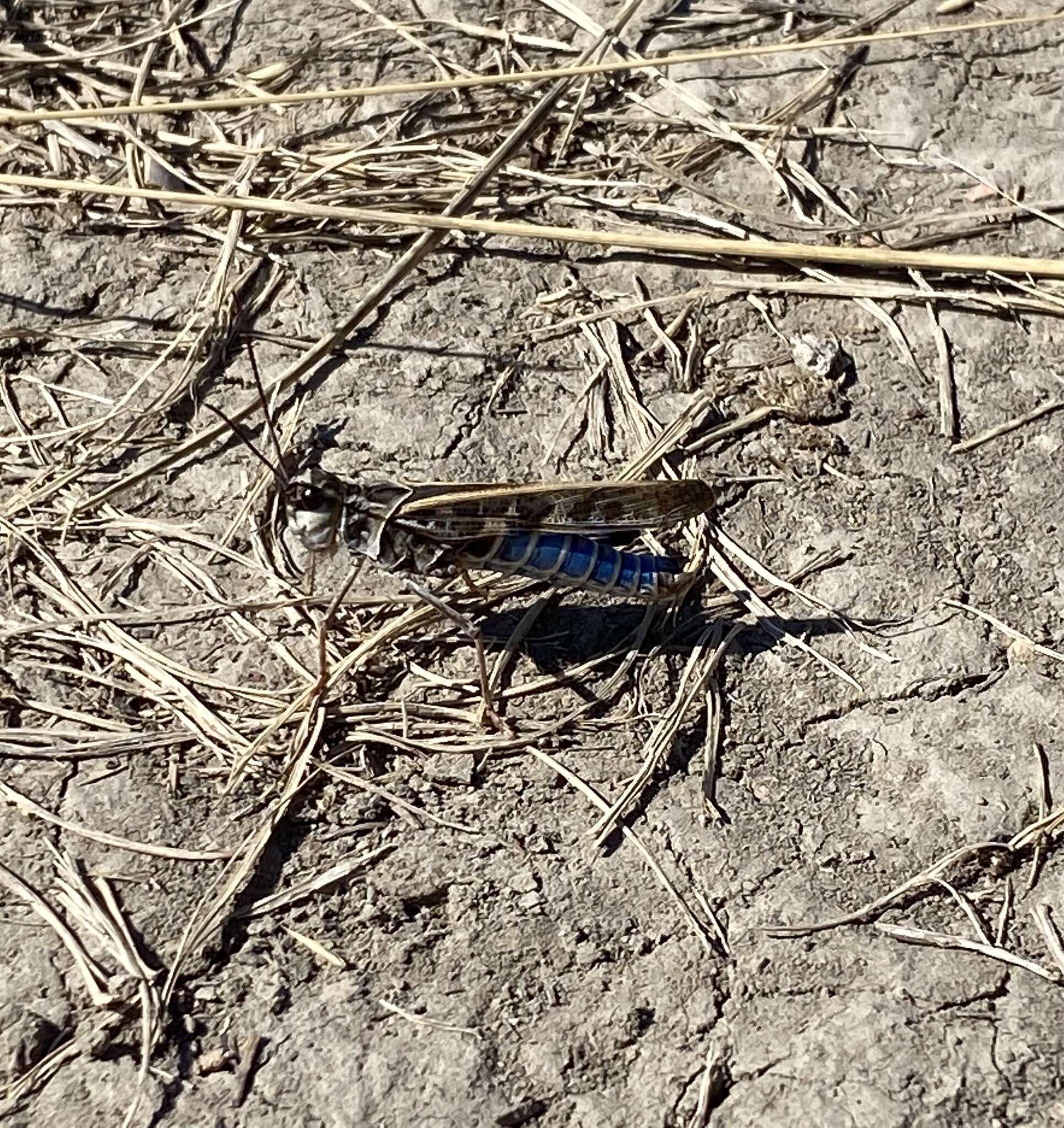 Image of Blue-legged Grasshopper