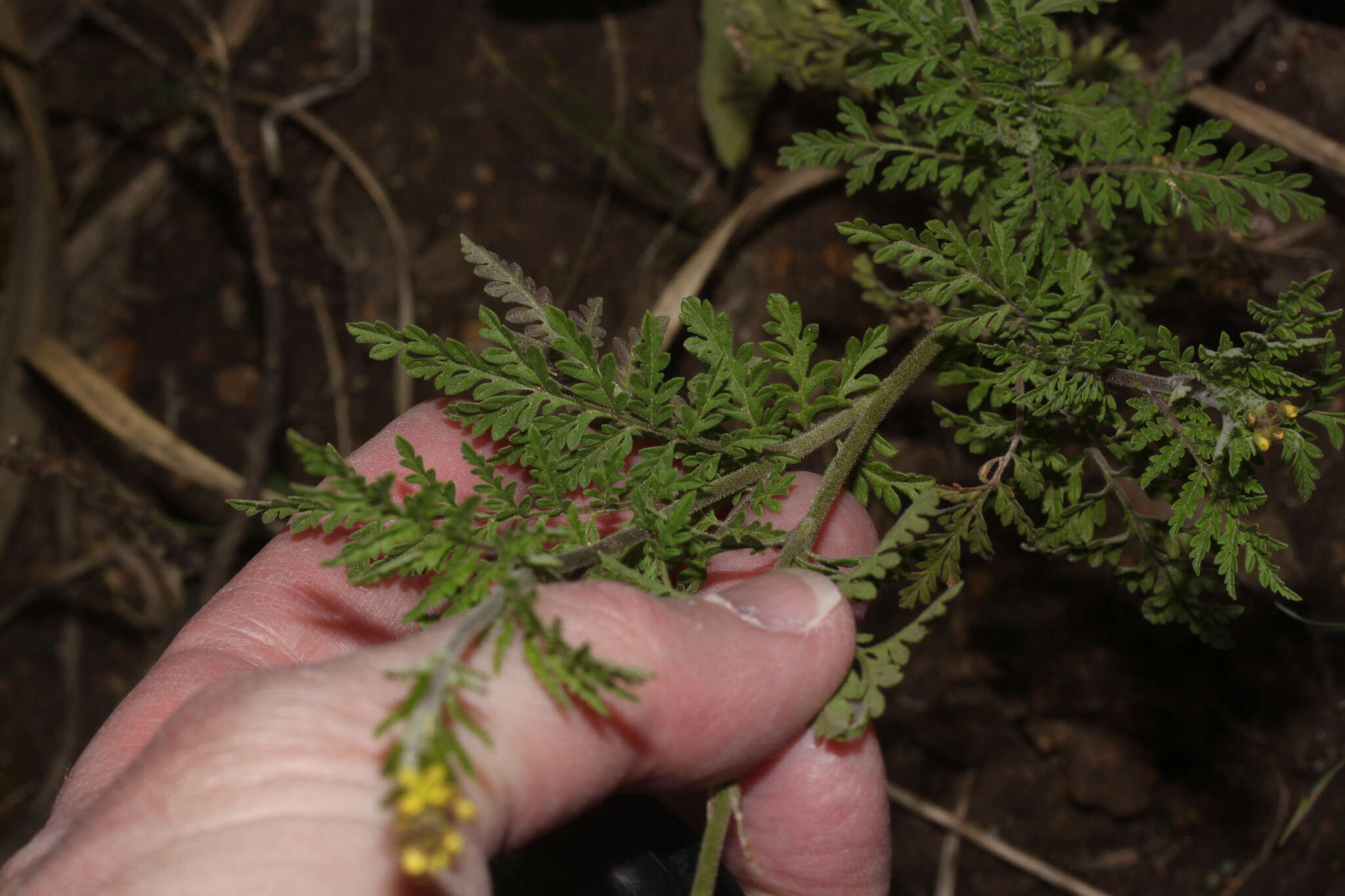 Image of Descurainia myriophylla (Willd. ex DC.) R. E. Fr.