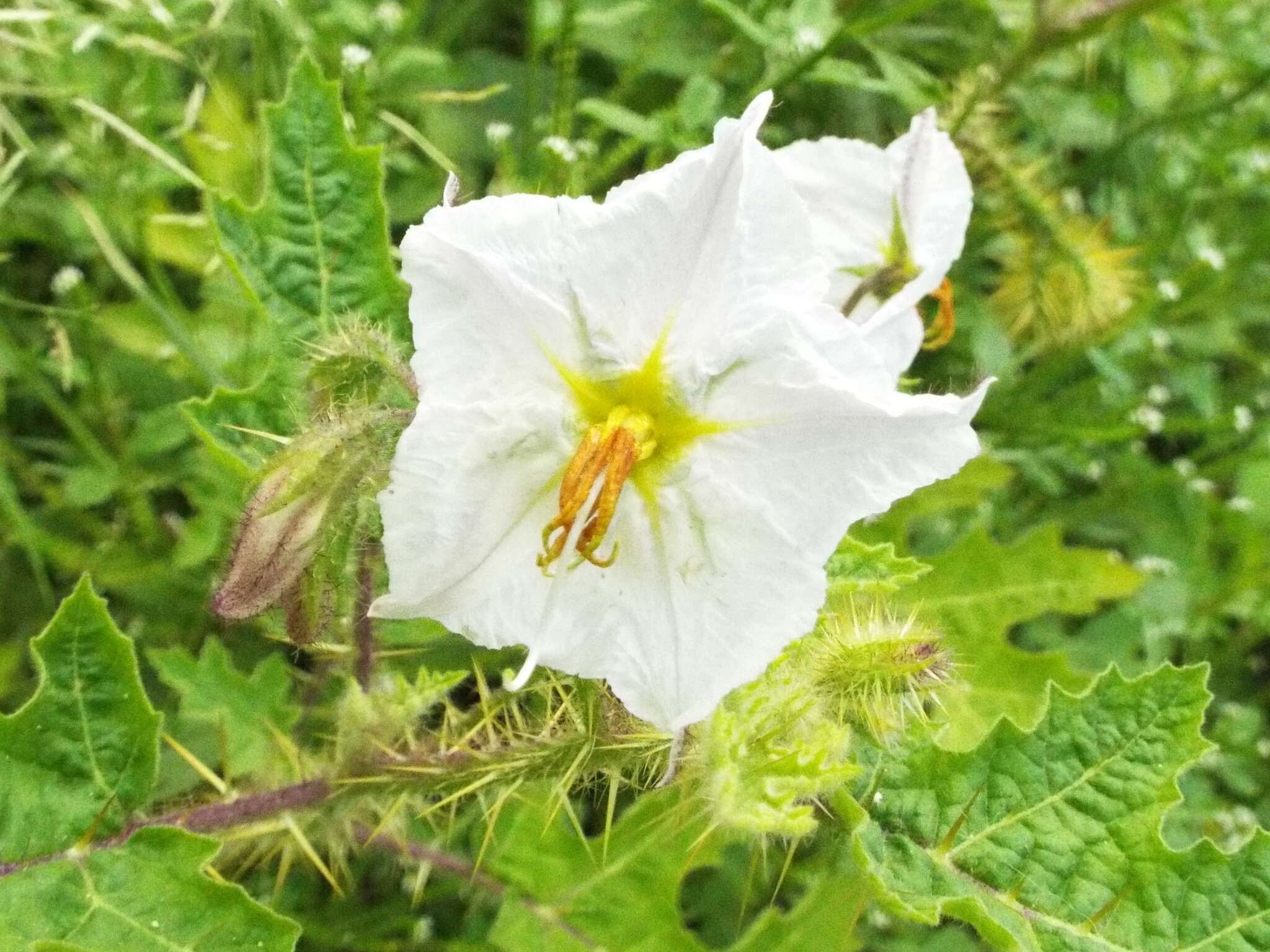 صورة Solanum campechiense L.