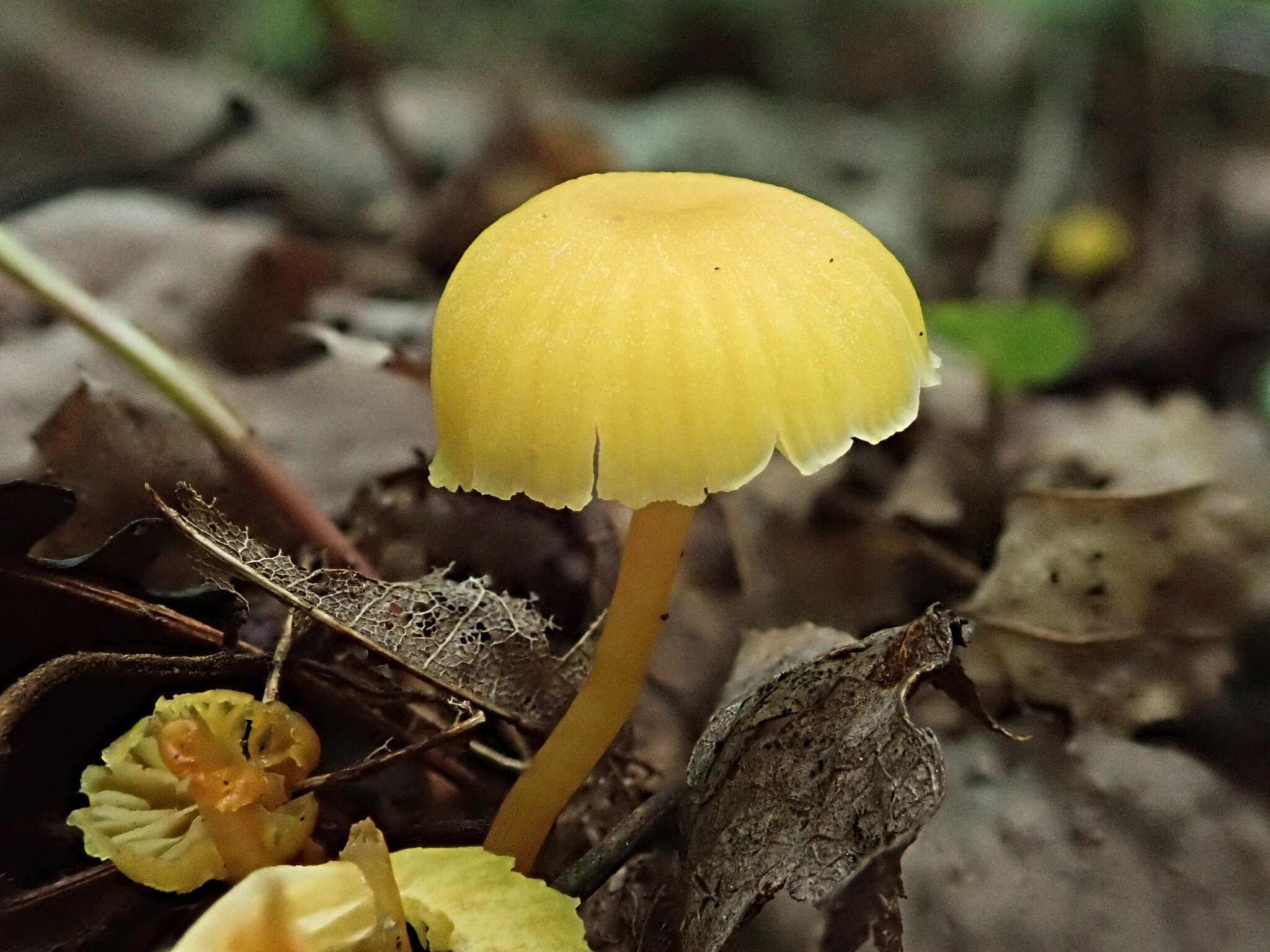 Image of Hygrocybe parvula (Peck) Murrill 1916