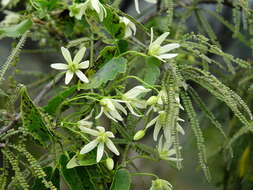 Image of Clematis forsteri J. F. Gmel.