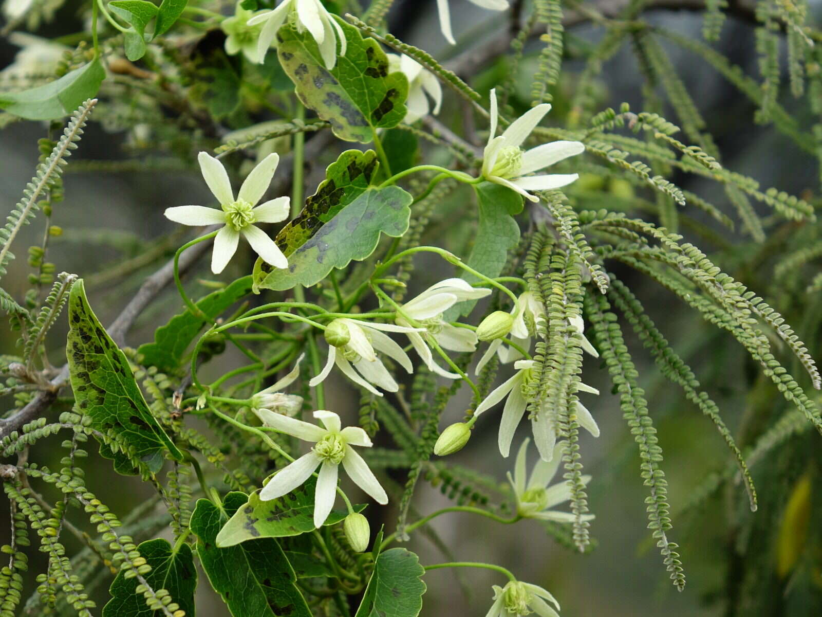 صورة Clematis forsteri J. F. Gmel.