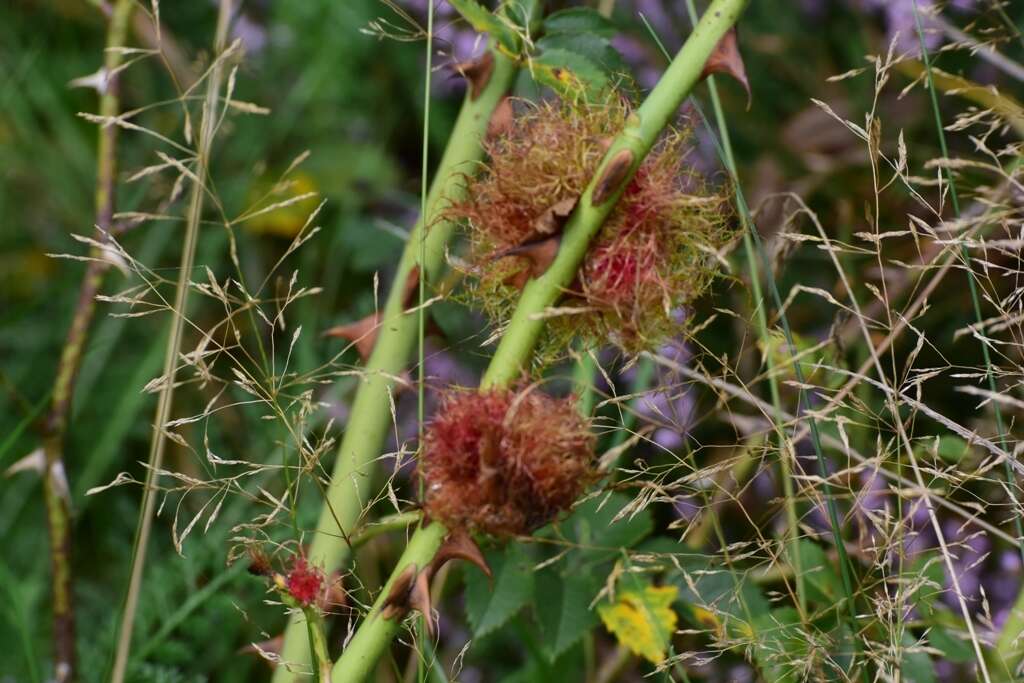 Image of Mossy Rose Gall Wasp