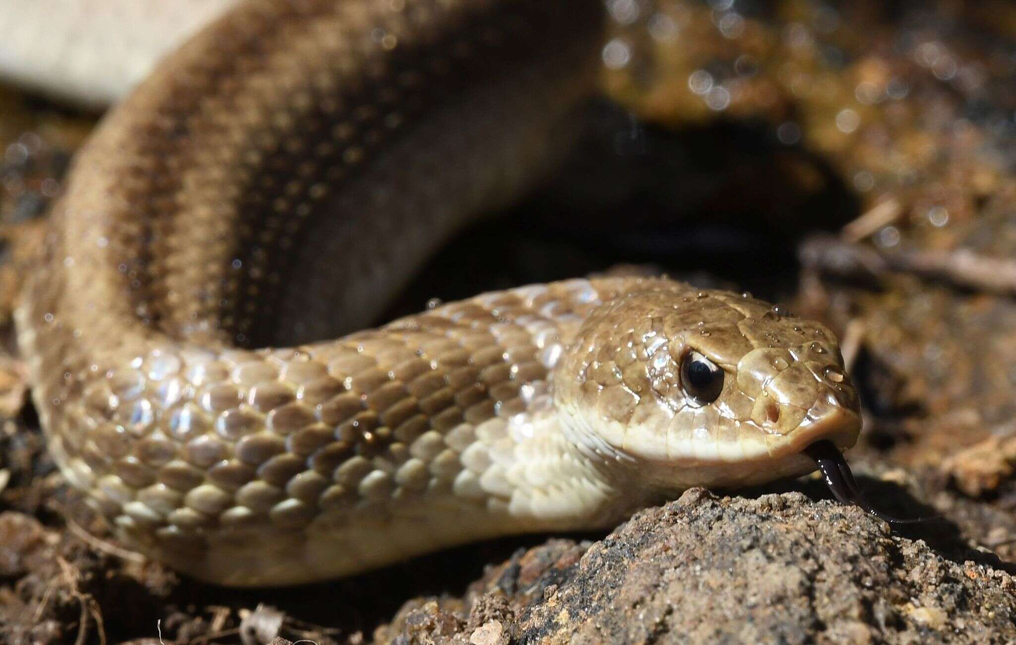 Image of Blonde Hognose Snake