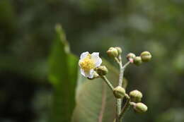 Image de Saurauia natalicia Sleum.