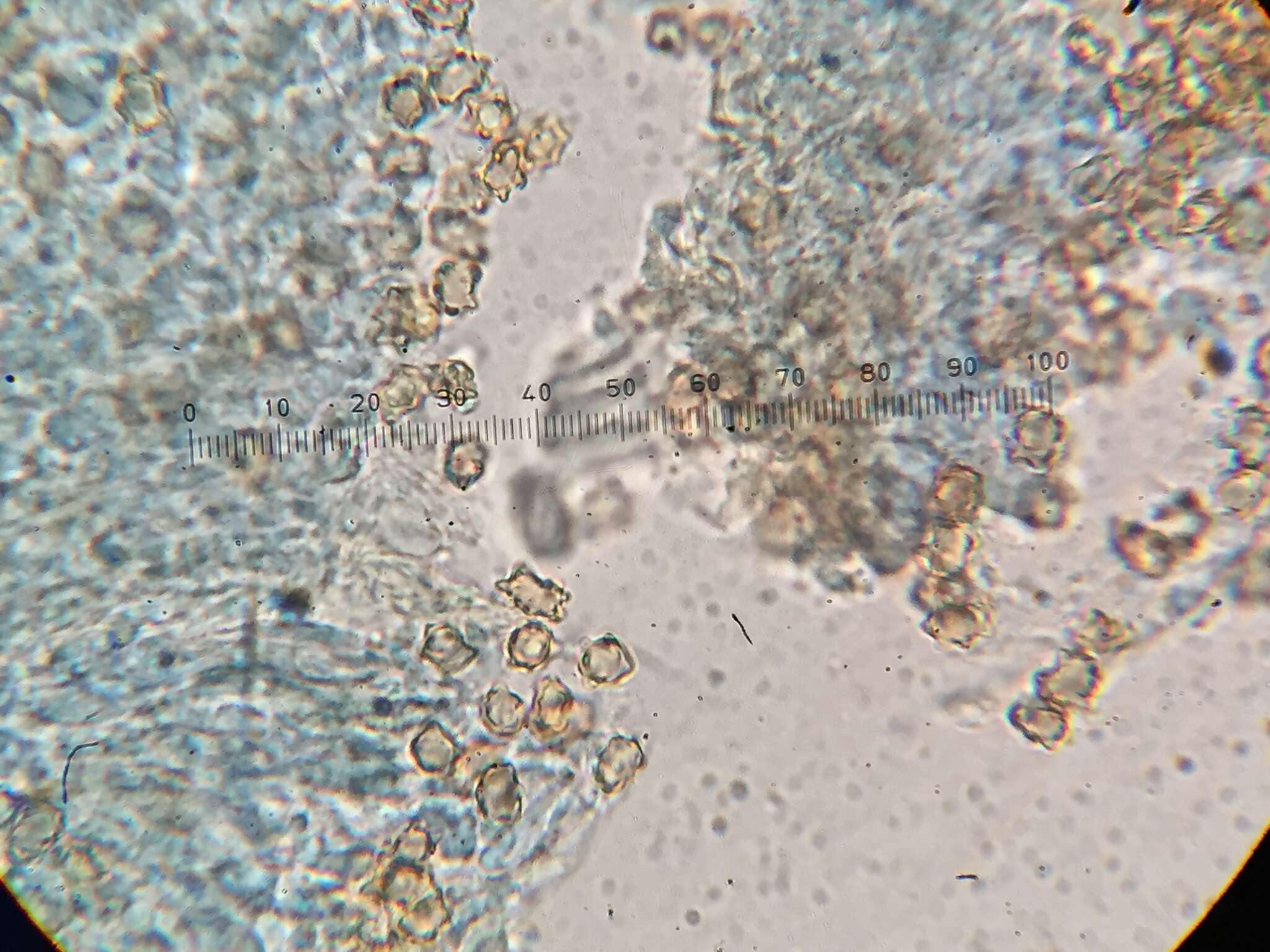 Inocybe lanuginosa (Bull.) P. Kumm. 1871 resmi