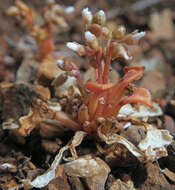 Слика од Claytonia rubra subsp. rubra