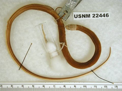 Image of Pale Ground Snake